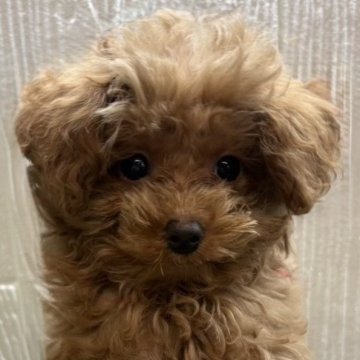 トイプードル(トイ)【愛知県・女の子・2025年10月29日・レッド】の写真「とても元気な長女🐾」