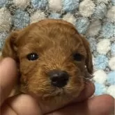 トイプードル(トイ)