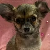 チワワ(ロング)