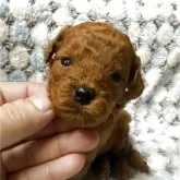 トイプードル(トイ)