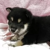 柴犬(標準サイズ)