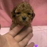 トイプードル(トイ)