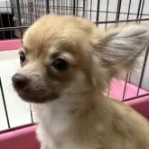 チワワ(ロング)