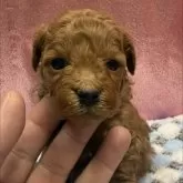 トイプードル(トイ)