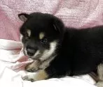 柴犬(標準サイズ)【愛知県・男の子・2025年4月23日・黒】の写真4