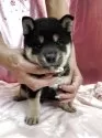 柴犬(標準サイズ)【愛知県・男の子・2025年4月23日・黒】の写真6