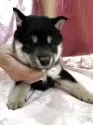 柴犬(標準サイズ)【愛知県・男の子・2025年4月23日・黒】の写真7