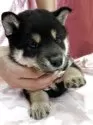 柴犬(標準サイズ)【愛知県・男の子・2025年4月23日・黒】の写真8