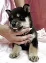 柴犬(標準サイズ)【愛知県・男の子・2025年4月23日・黒】の写真9