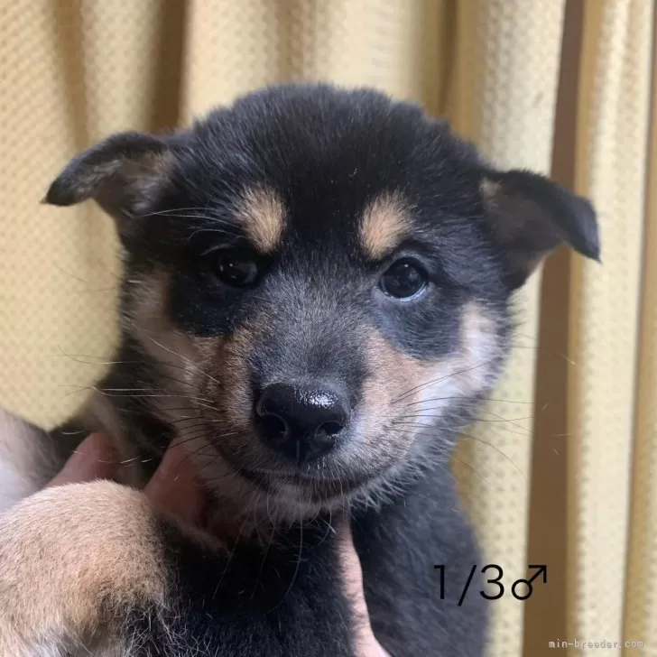 ID:2312-00388の子犬