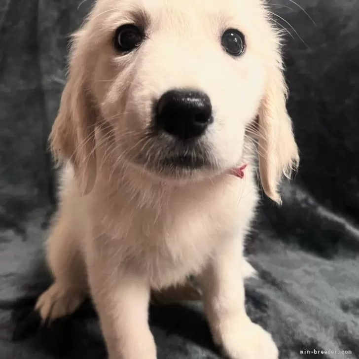 ID:2407-04041の子犬