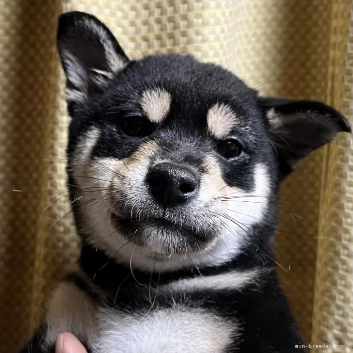 柴犬(標準サイズ)【愛知県・女の子・2023年11月11日・黒】の写真1「1月24日  小ぶりな女の子です」