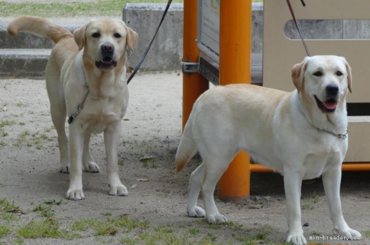 繁殖犬｜河野　修平(かわの　しゅうへい)ブリーダー(大分県・ラブラドールレトリバー・JKC登録)の紹介写真1