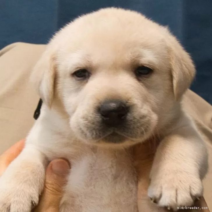 ID：2503-06853の子犬