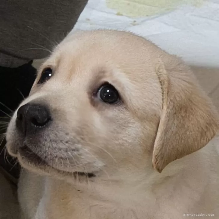 ID:2411-04597の子犬