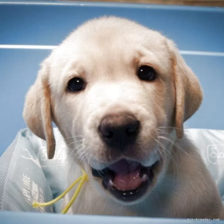 ID:2508-03526の子犬