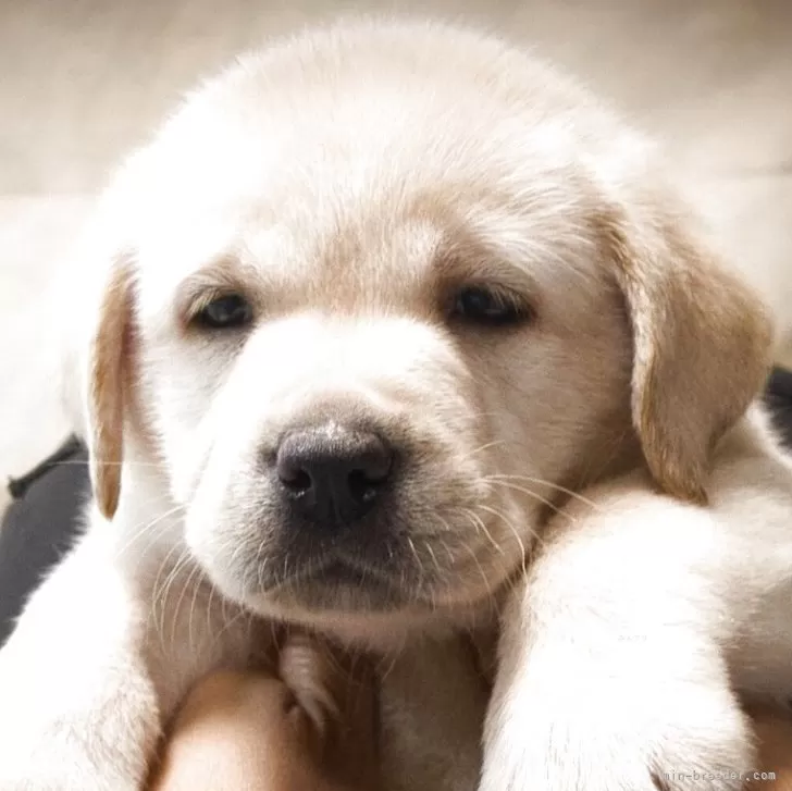 ID:2508-03524の子犬