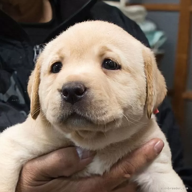 まる 様のお迎えした子犬