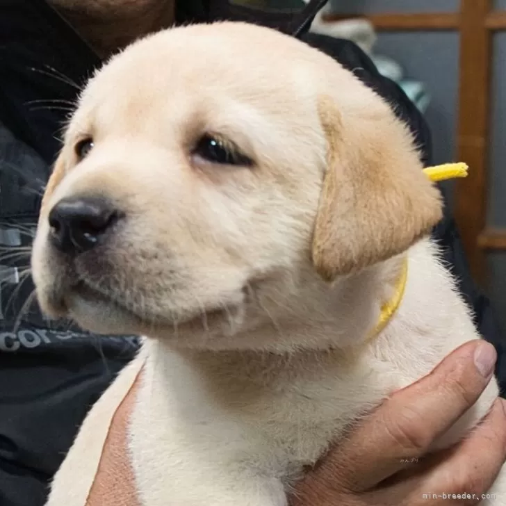 ID：2411-04379の子犬