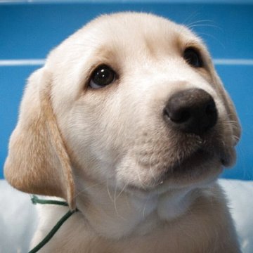 ラブラドールレトリバー【大分県・男の子・2025年7月2日・イエロー】の写真「（緑色）骨格の素晴らしく運動神経抜群の男の子」