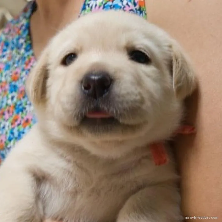 ID：2209-04077の子犬