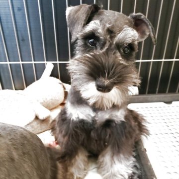 ミニチュアシュナウザー【岩手県・女の子・2025年8月1日・ソルト&ペッパー】の写真「目がとっても可愛い女の子
小柄で可愛い、優良血統」