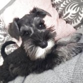 ミニチュアシュナウザー