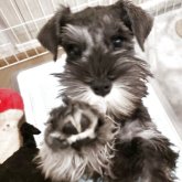 ミニチュアシュナウザー