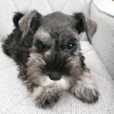 ミニチュアシュナウザー