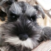 ミニチュアシュナウザー