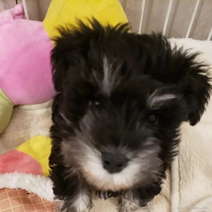 ID：2312-02106の子犬