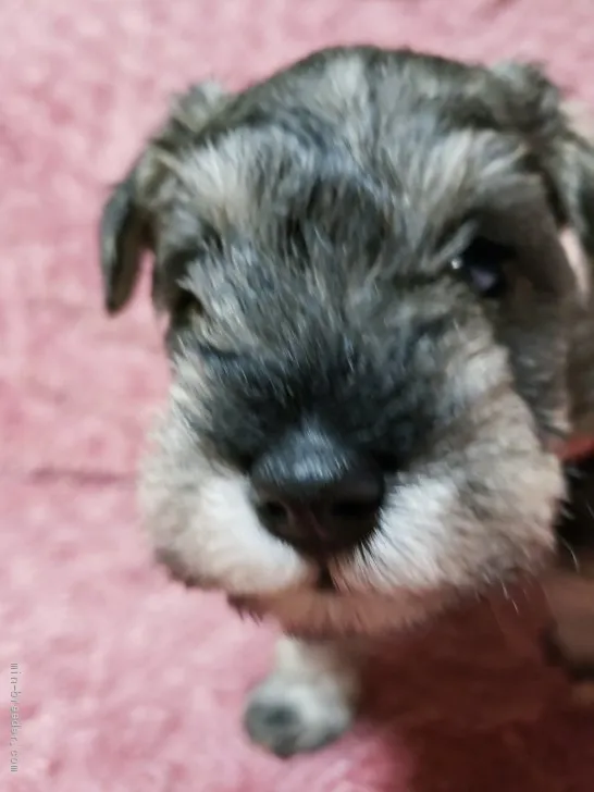 t 様のお迎えした子犬