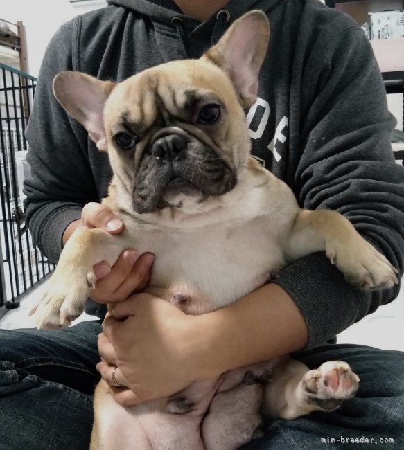 フレンチブルドッグ【・女の子・2021年8月24日・フォーン】