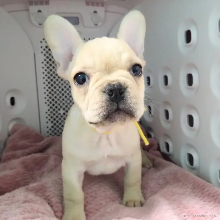 ID:2311-04551の子犬