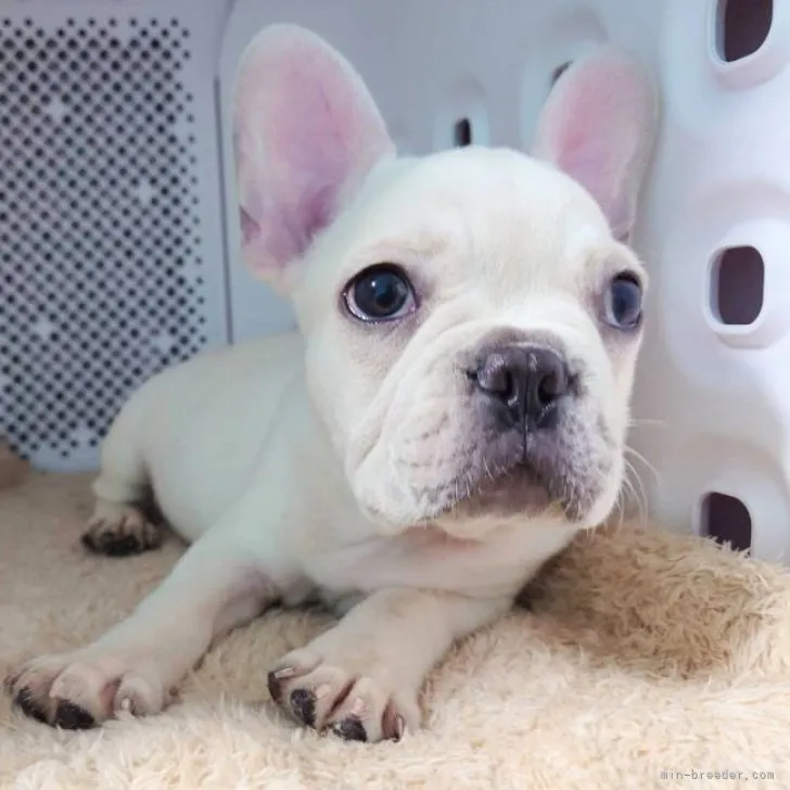 ID:2311-05066の子犬