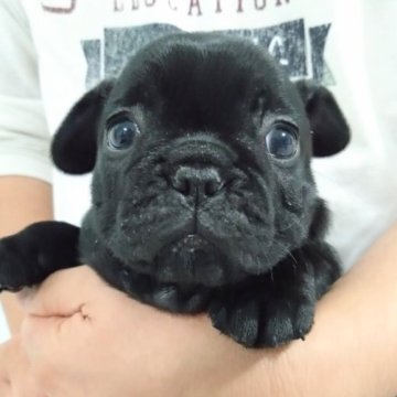 フレンチブルドッグ【愛知県・女の子・2023年2月11日・ブリンドル】の写真「漆黒テカテカ光るムチコロ女子☆☆」