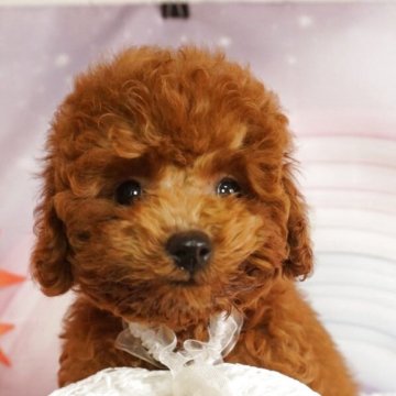 トイプードル(タイニー)【広島県・男の子・2025年8月12日・レッド】の写真「ムチムチ　コロコロ　甘えん坊❣」