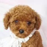 ティーカッププードル