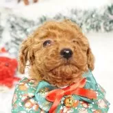 タイニープードル