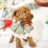 タイニープードル【広島県・女の子・2025年10月18日・レッド】の写真2