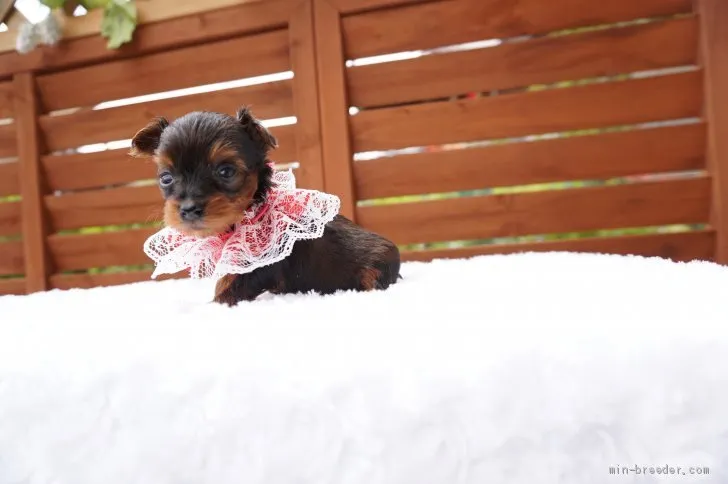 ID:1907-02179の子犬