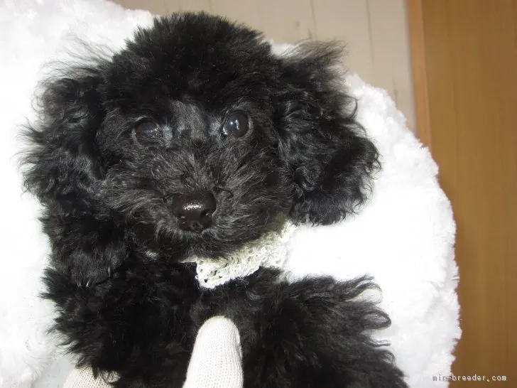 ID:1802-01041の子犬