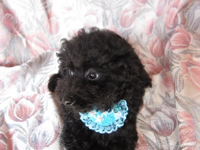 ID：1506-00692の子犬