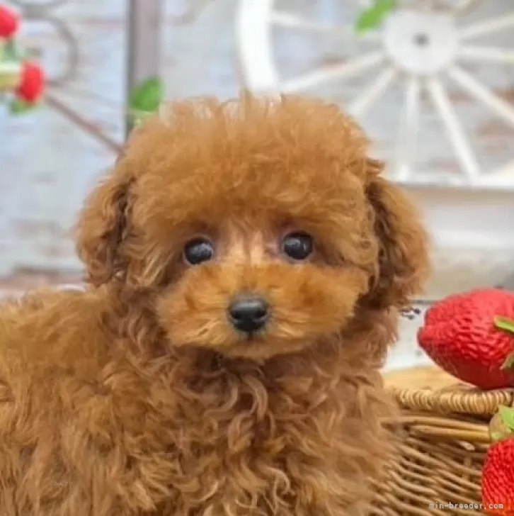 ID:2404-05119の子犬