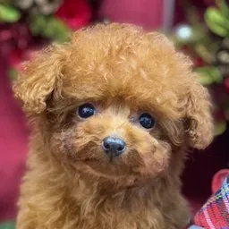 ID:2012-01482の子犬