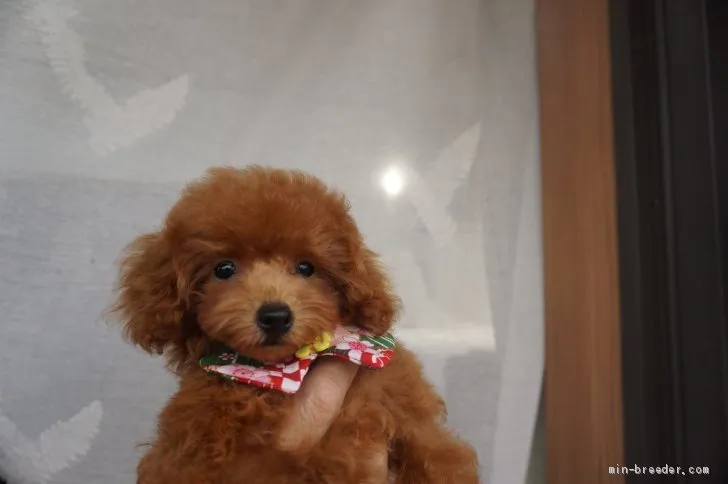 ID:2007-03105の子犬