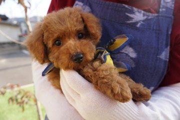 トイプードル(タイニー)【広島県・男の子・2018年9月15日・レッド】の写真「元気いっぱい！」