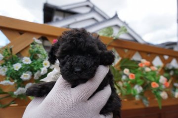 トイプードル(タイニー)【広島県・女の子・2018年5月3日・ブラウン】の写真「良血統の　ブラウン姫💕」