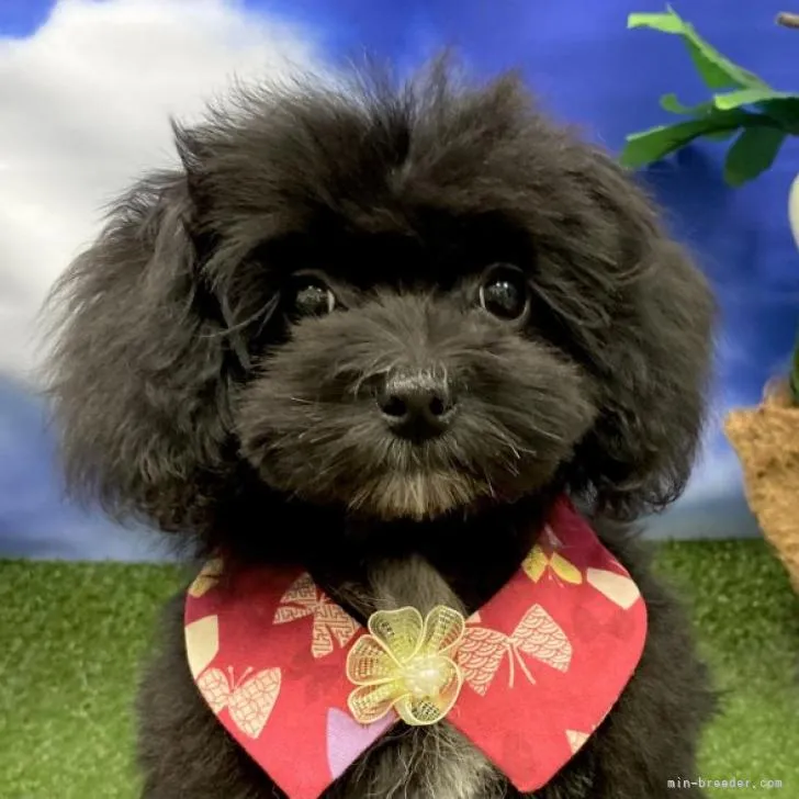ID:2208-00924の子犬