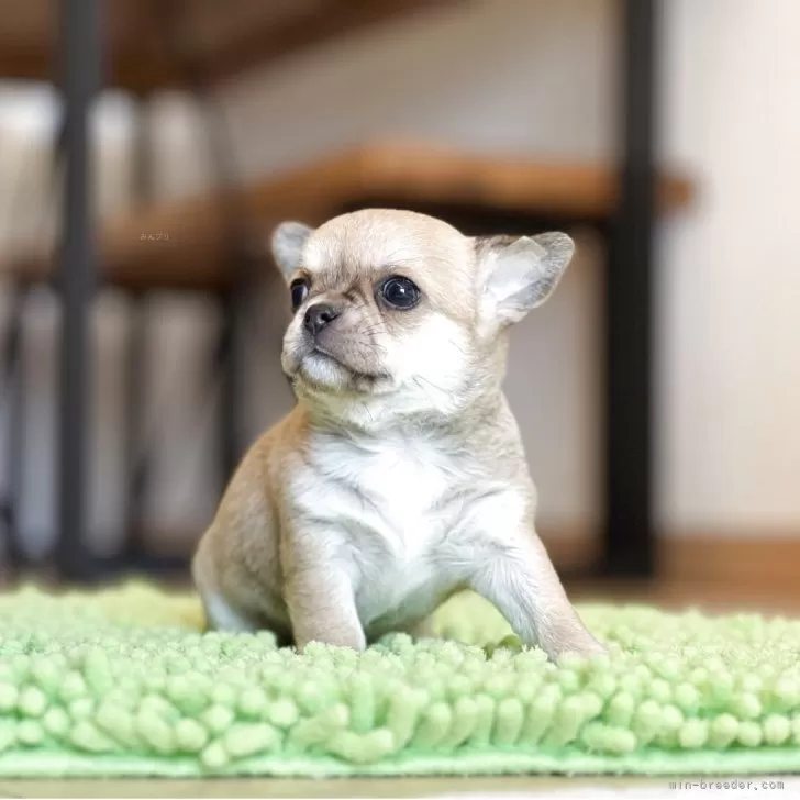 ID：2504-02371の子犬